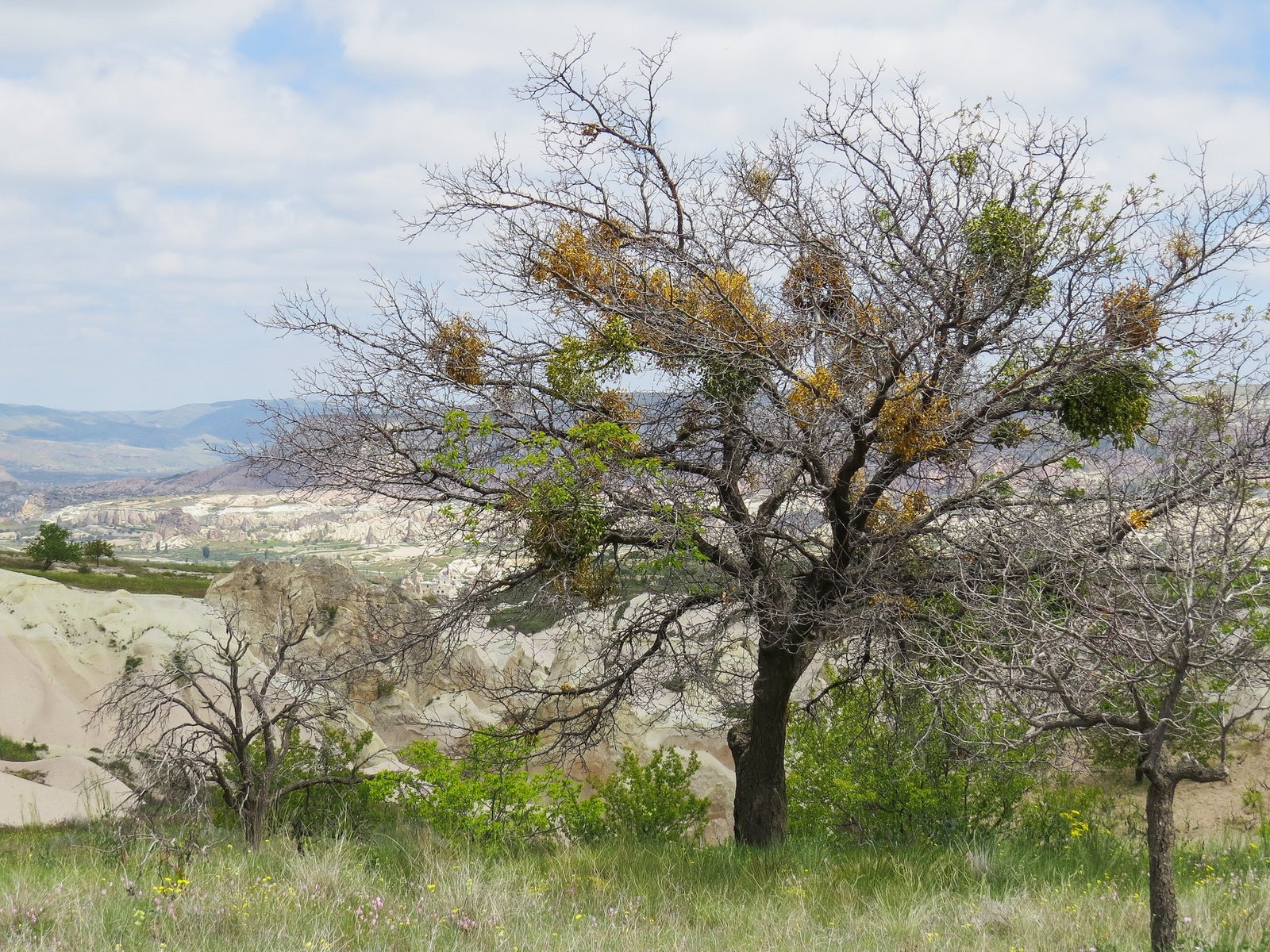 mistletoe an evergreen parasitic shrub that lives at the expense of other trees