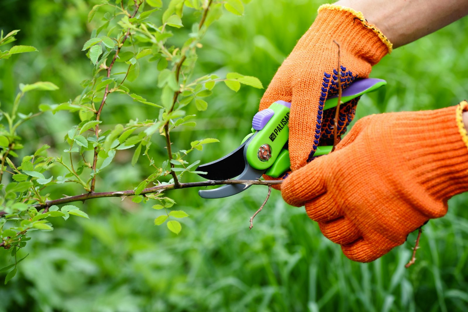 spring pruning roses in the garden gardener s hands with secate