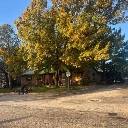 Romero Tree Service (8)